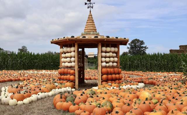 Pumpkin Patches & Fall Festivals