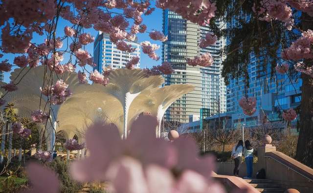 See the Spring Blooms: Cherry Blossoms, Tulips, and More!