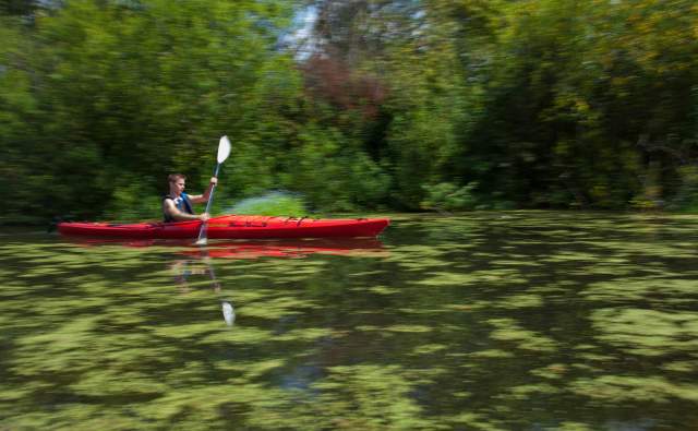 Kayaking on Mercer Slough