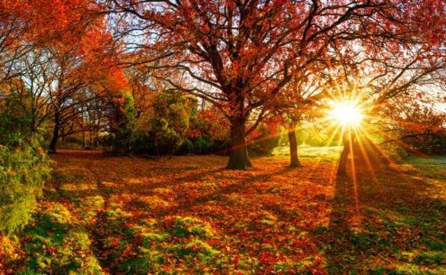 Fall Fun Guide- Fall Activities in Bellevue