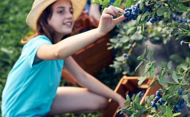 U-Pick at Bellevue's Blueberry Farms