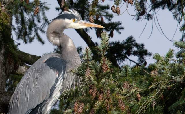 Birdwatching in Bellevue and Western Washington: A Birder’s Guide