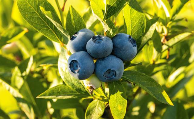 Bellevue's Farmer's Market, Produce Stands, and U-Pick Blueberries