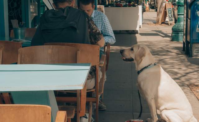Dog at Restaurant