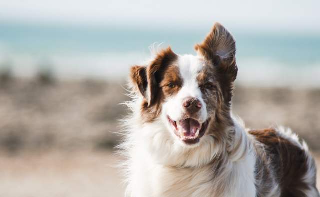 Dog-Friendly Places to Play