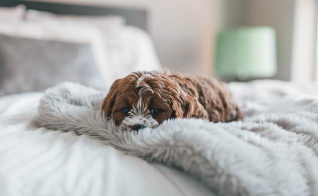 Dog in Bed