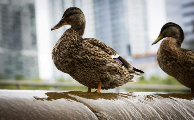 Discover Bellevue’s Family-Friendly Animal Encounters