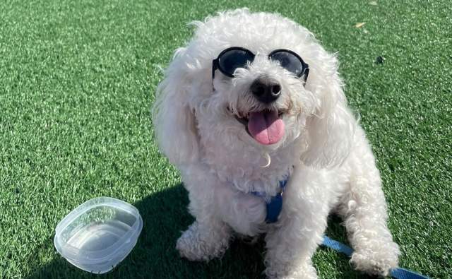 Tofu the Bichon