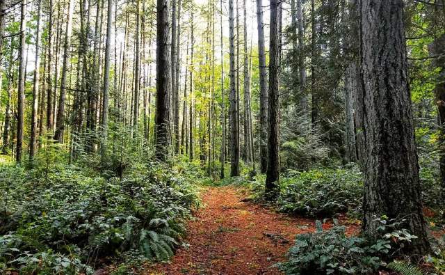 The Hunt For The Pacific Northwest Tree Octopus and Sasquatch