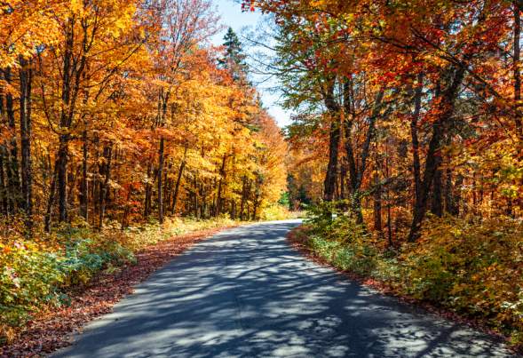 Fall Trail