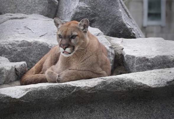 The Vue- Cougar Mountain Zoo and Coal Creek Falls