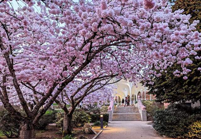 Bellevue Downtown Spring Bloom