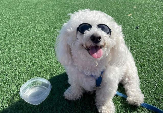 Tofu the Bichon