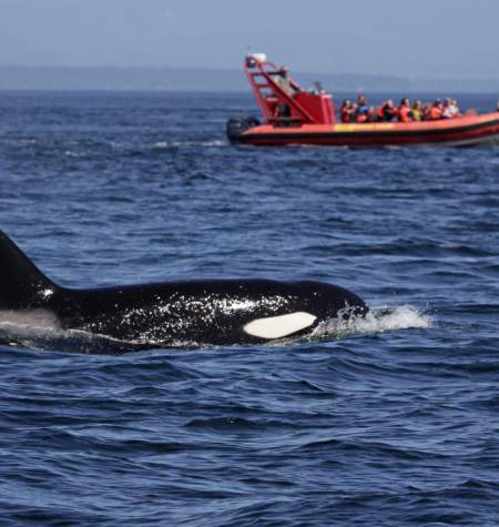 Whale watching Bellevue
