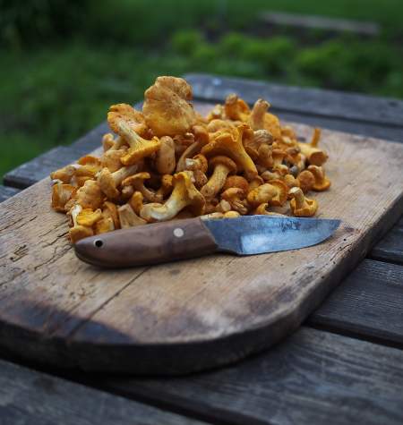 Chanterelle Mushrooms