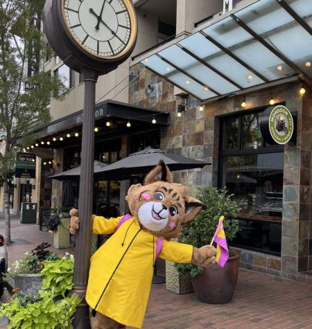 Belle The Bobcat