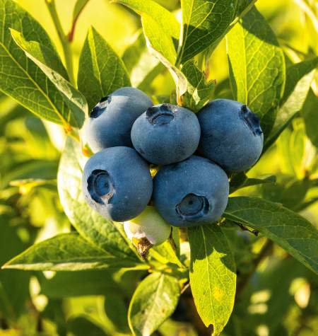 U-Pick Blueberry Farm