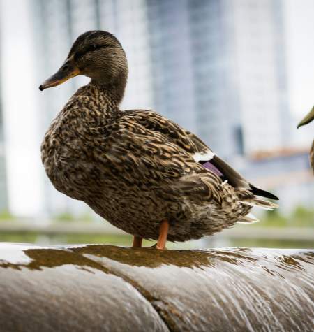 Bellevue Downtown Park Ducks