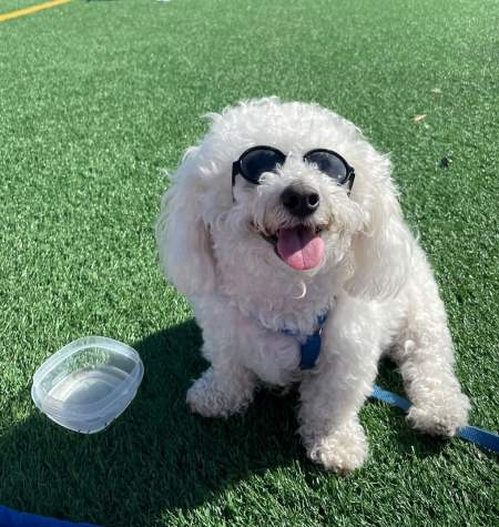Tofu the Bichon