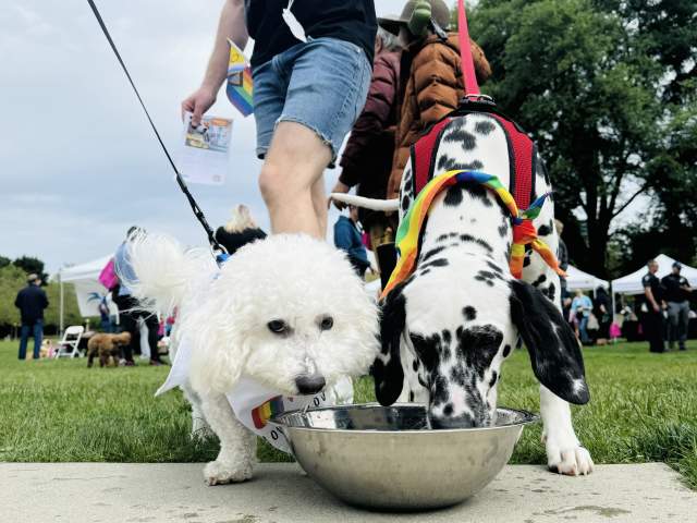 Paws & Pride in Bellevue