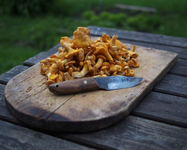 Chanterelle Mushrooms