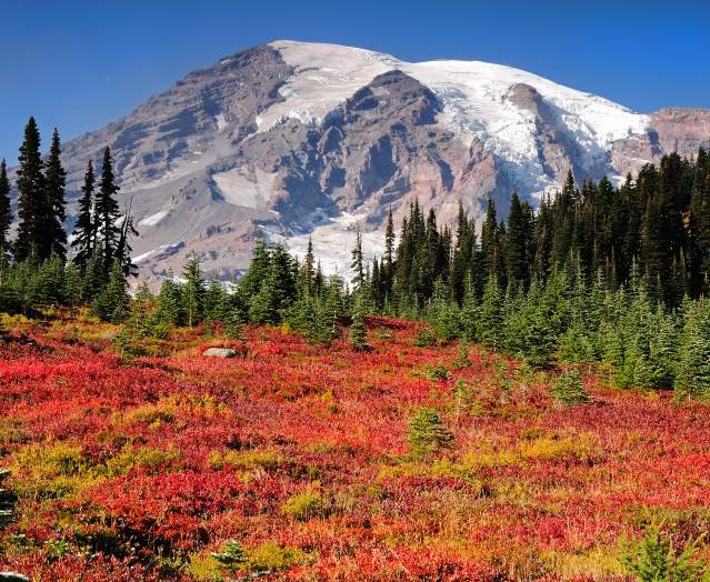 Landscape of Mt Rainier & foliage during fall with multiple layers of reds, oranges, and greens.