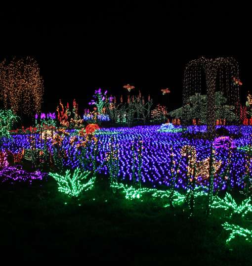 Garden d'Lights