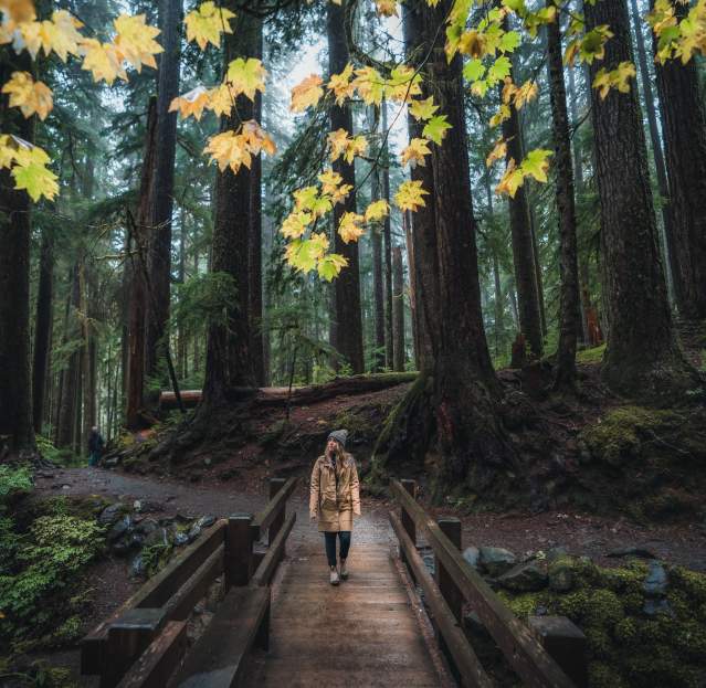 Picture at Olympic National Park woman hiking in forest