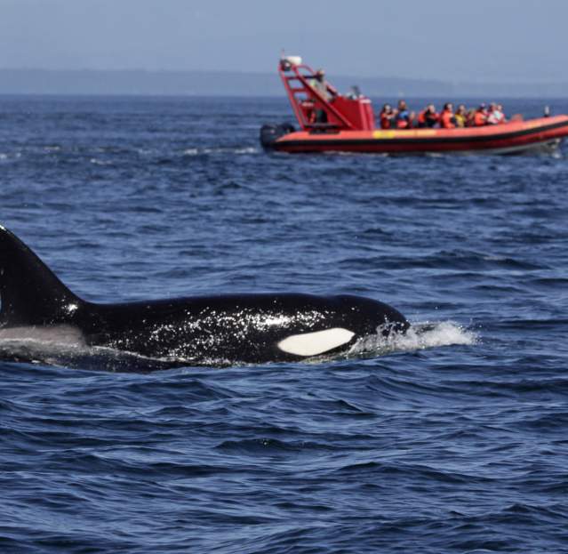 Whale watching Bellevue