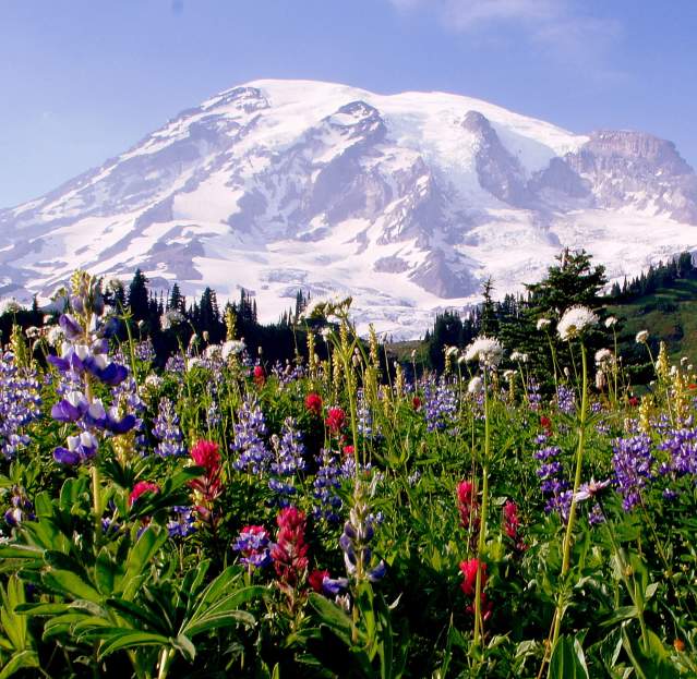 Where to hike to see the flowers at Mt. Rainier National Park