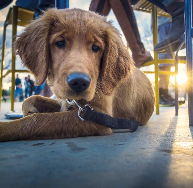 Pet Friendly