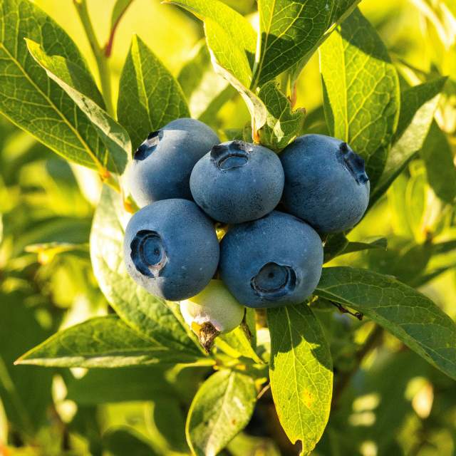 Bellevue's Farmer's Market, Produce Stands, and U-Pick Blueberries