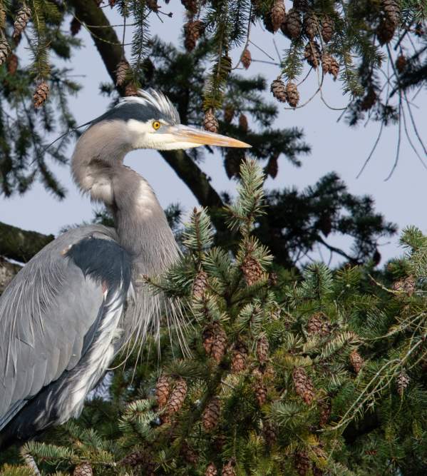 Birdwatching in Bellevue and Western Washington: A Birder’s Guide