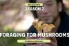 Bellevue Eats - Mushroom Foraging with Bis on Main & Ascend