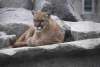 The Vue- Cougar Mountain Zoo and Coal Creek Falls
