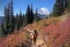The Vue: Mt. Rainier & Naches Peak Loop Trail