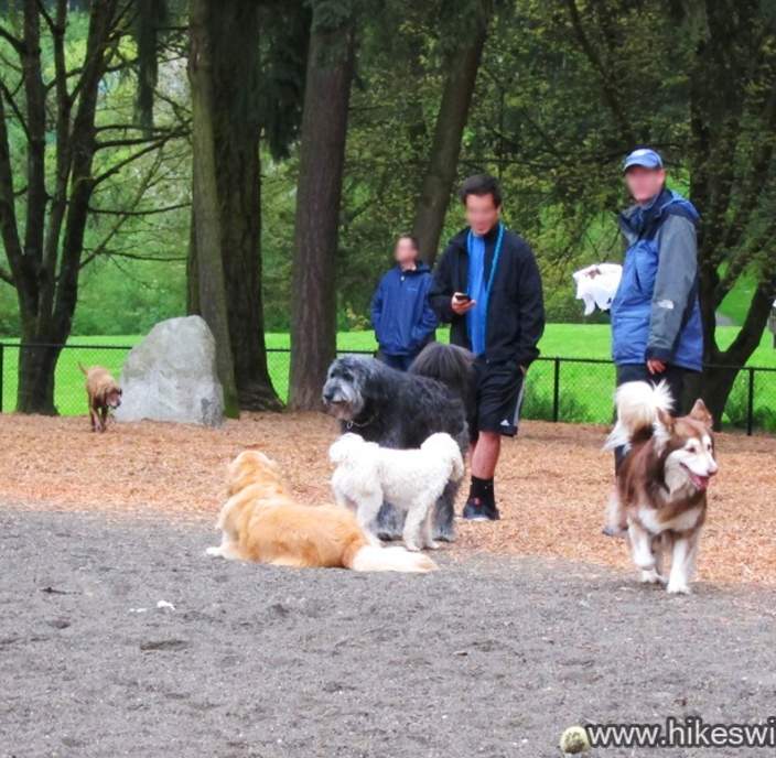 Dog Friendly Bellevue