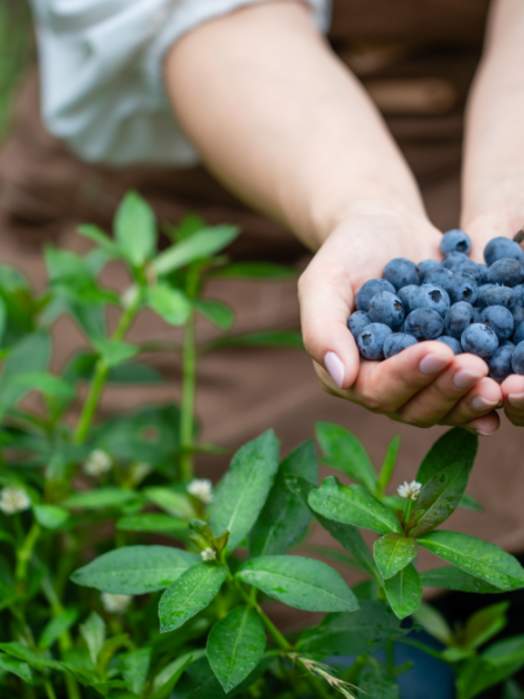 Larsen Lake Blueberry Farm