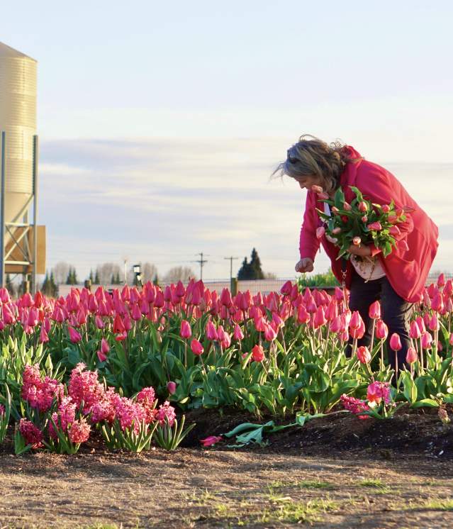 Tulip Valley Farms U-Pick at Skagit Tulip Festival