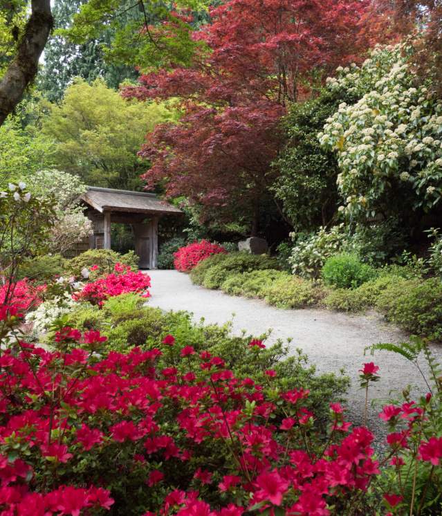 Where to see the Spring Flowers in Washington