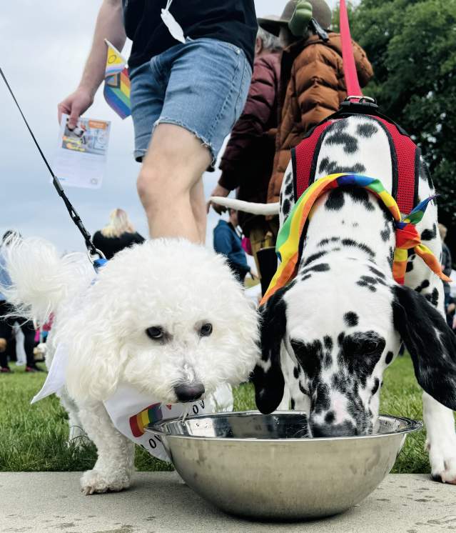Paws & Pride in Bellevue
