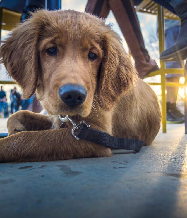 Pet Friendly