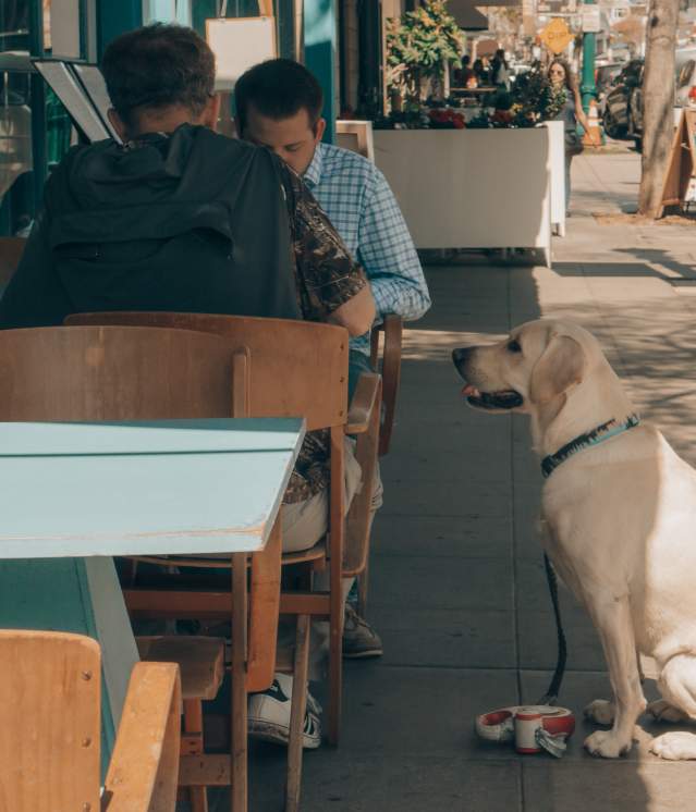 Dog at Restaurant