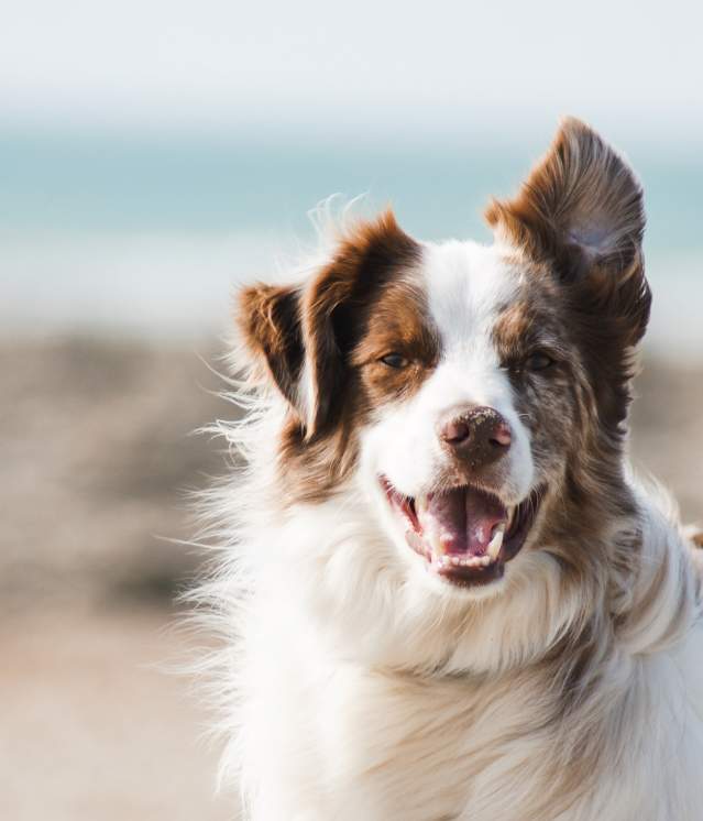 Dog-Friendly Places to Play