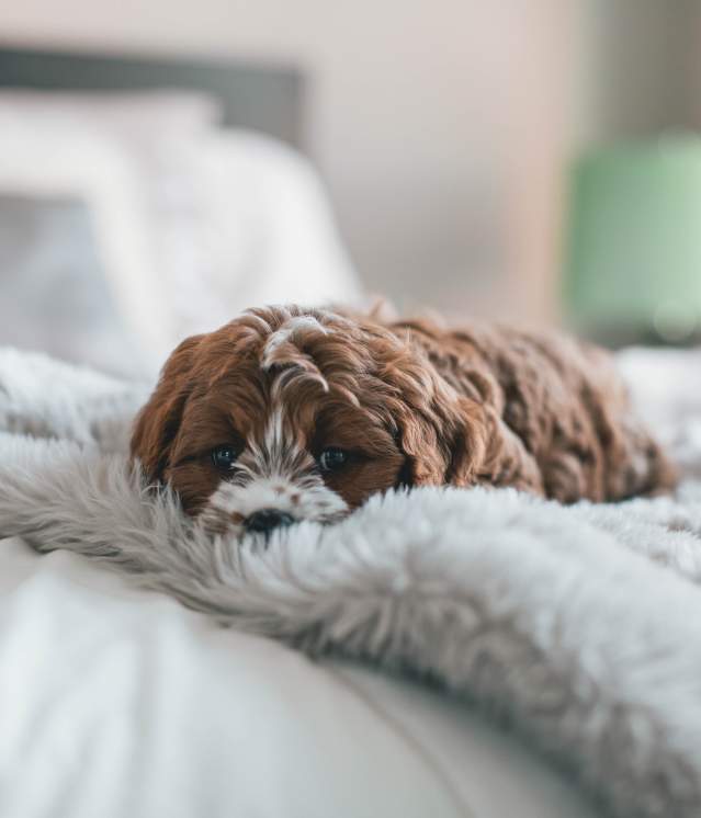 Dog in Bed