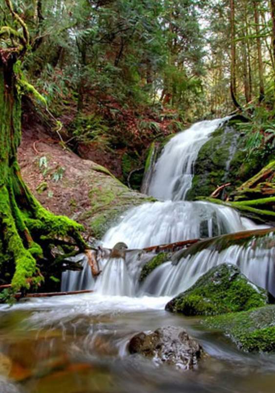 Coal Creek Natural Area History Hike: Walk Through Nature and Bellevue’s Coal Mining Past