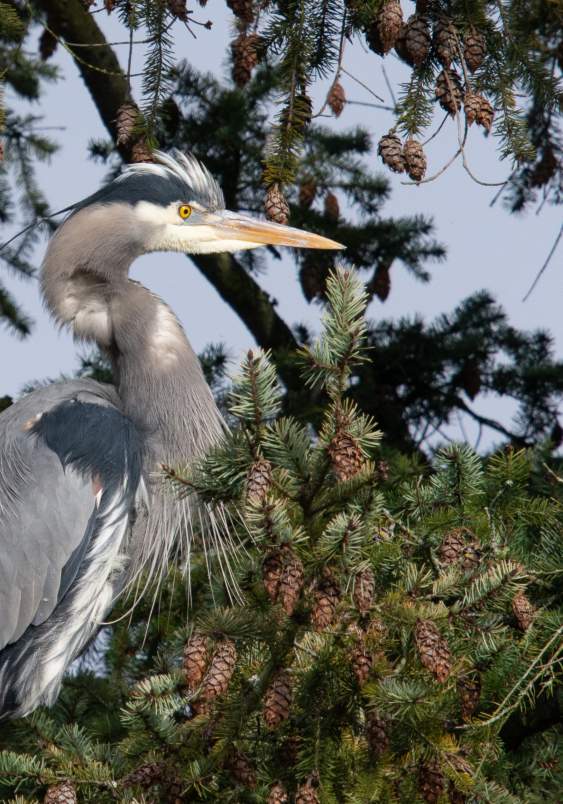 Birdwatching in Bellevue and Western Washington: A Birder’s Guide