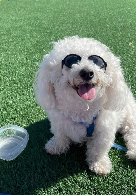 Tofu the Bichon