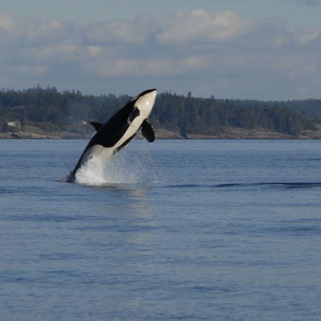 Whale Watching