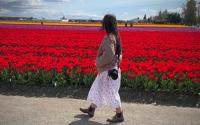 Skagit Valley Day Trip from Bellevue, WA | The Vue